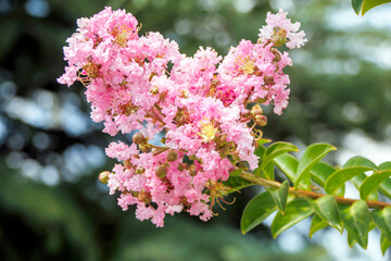 selective shot pink and white flowers