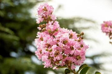pink flowers in the garden