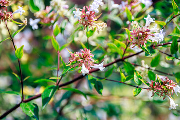 selective shot red and white flowers in the summer