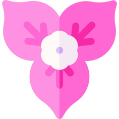 Colorful Bougainvillea Flower