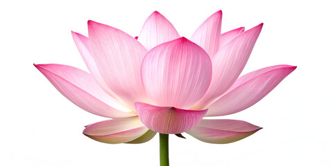 Pink lotus flower isolated on transparent background  