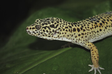 Yellow leopard gecko with black spots on top of broad green leaf with dew and visible arm...
