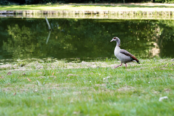 Duck walking along pond in a park, surrounded by fresh green grass, sunny summer day, natural outdoor scene, peaceful wildlife, serene landscape, nature photography.