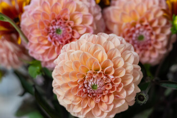 Bouquet of large peachy-pink dahlias with full blooms, fresh seasonal flowers, decorative arrangement, top view, vibrant floral composition, perfect for seed catalogs, botanical advertising, fresh flo © Arina Cristalova