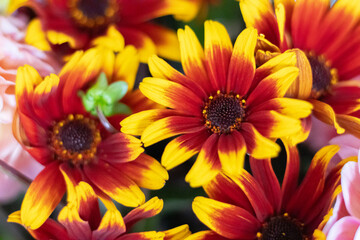 Bright autumn bouquet with small flowers with red bases and yellow tips on petals, fresh seasonal blooms, decorative arrangement, top view, colorful floral composition, fresh flowers.