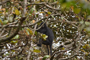 A photo captures a Javan langur also known as Trachypithecus auratus high up in a tree in the forest