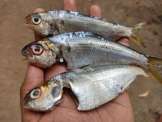 degutted processed sardine fish in hand in nice blur background HD