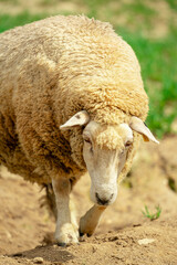 sheep