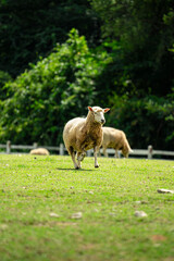 Sheep