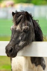 pony