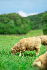 sheep