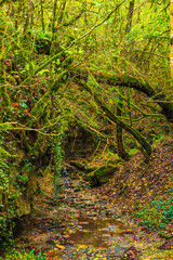 Landscape of Stream with green moss in France
Green atmosphere in a lush forest in Aveyron in...