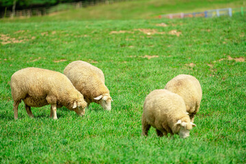 sheep