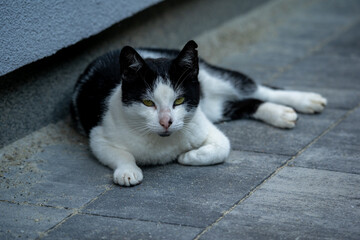 More Cats Than Kids? This Relaxed Black and White Cat Mirrors a Modern Polish Reality Where Pets Outnumber Children