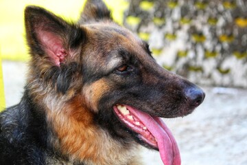 german shepherd dog panting in summer with tongue out HD dog try to cool off