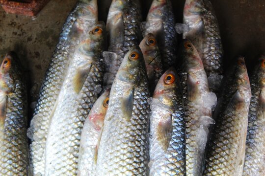 heap of freshly harvested mugil cephalus grey mullet fish sale in Asia