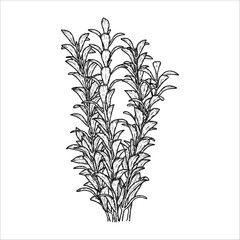 Hand drawn algae. Underwater world. Vector illustration