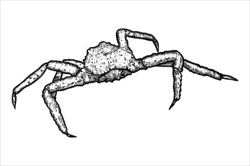 Hand drawn  crab. Underwater world. Vector illustration