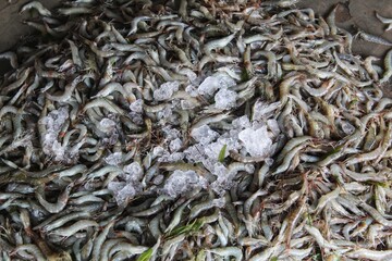 pile of freshly harvested shrimp in fish market
