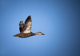Pacific Black Duck