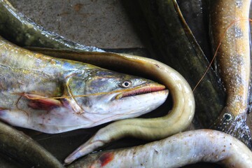 wallago attu fish close up selective focus butter catfish wallago