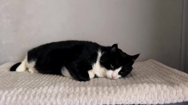 Black and white cat with green eyes lounging lazily on gray plaid blanket