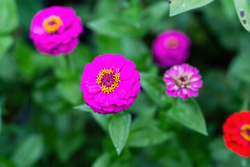 Colorful Flowers as Decoration