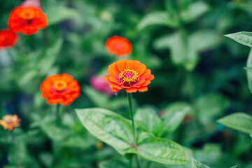 Colorful Flowers as Decoration