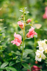 Colorful Flowers as Decoration