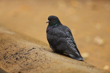 black raven on the ground