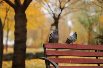 pigeons on the bench