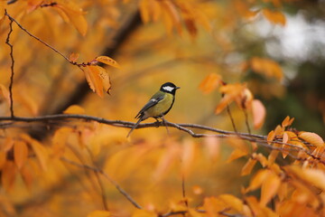 great tit parus major