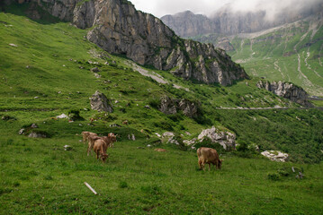 Cow grazing in green grass in front of a mountainous landscape in Switzerland.
