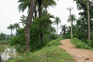 A serene village pathway lined with lush green trees and tall palm groves, with electric poles...