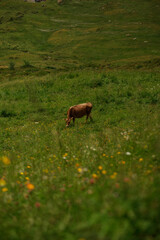 Cow grazing in green grass in front of a mountainous landscape in Switzerland.