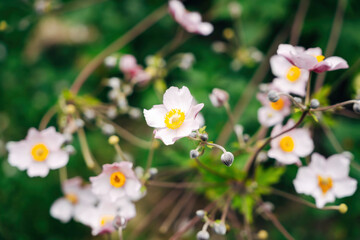 Colorful Flowers as Decoration
