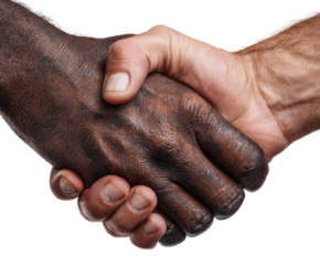 Handshake signifying unity and trust diverse collaboration isolated on transparent background