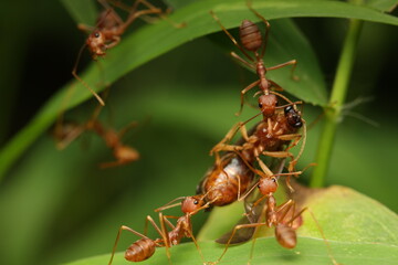 The image shows red weaver ants demonstrating cooperative behavior, with multiple ants transporting...