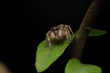 A jumping spider feeding on its prey while perched on a green leaf. The image highlights its distinctive large eyes, characteristic of jumping spiders, enabling precise vision and predatory behavior.