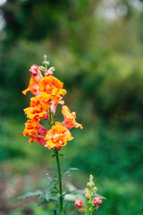 Colorful Flowers as Decoration