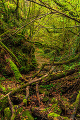 Landscape of Stream with green moss in France
Green atmosphere in a lush forest in Aveyron in...