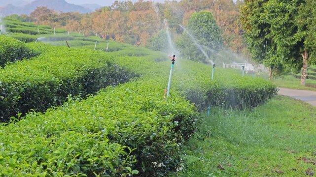 Green Tea Plantation Fields with water sprinkler system