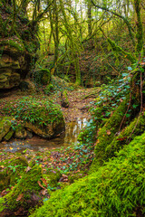 Obraz premium Landscape of Stream with green moss in France Green atmosphere in a lush forest in Aveyron in Occitanie. 