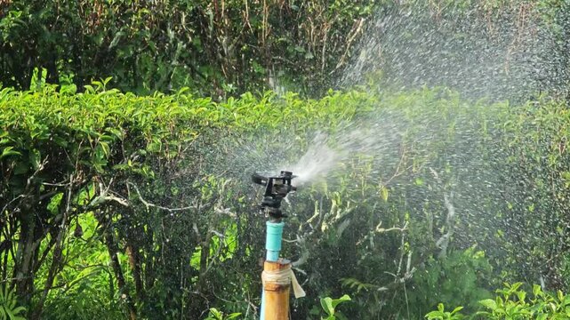 Green Tea Plantation Fields with water sprinkler system