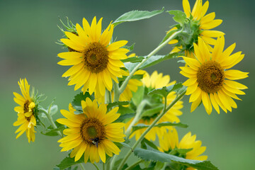 sunflowers in the field