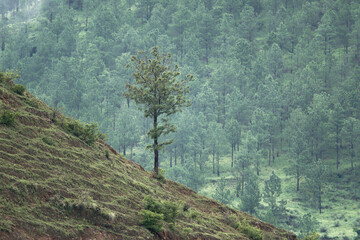pine tree in the mountains
