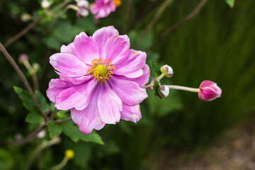 Closeup flower of easy-to-grow perennials Japanese anemones, botanical name: Anemone hupehensis, Anemone  hybrida.