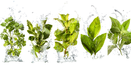 Fresh green leaves with water splashes isolated on white background, symbolizing freshness and nature, perfect for environmental and health themes