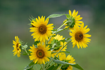 sunflowers in the field