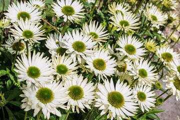 Giant daisy Leucanthemum serotina also known as Autumn Ox Eye. 